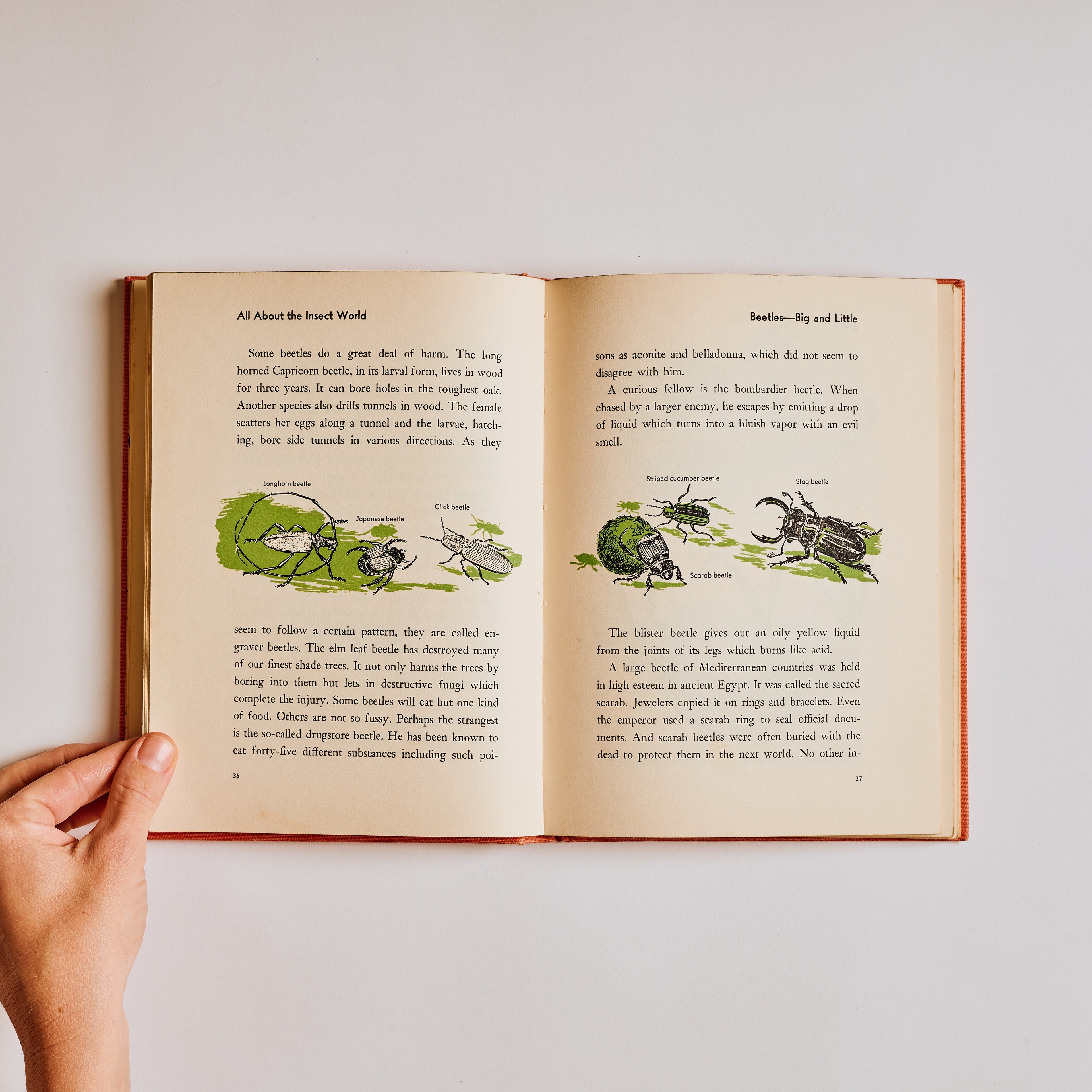 All About Fish, Insects of the World, Strange Beasts of the Past (Set of 3)