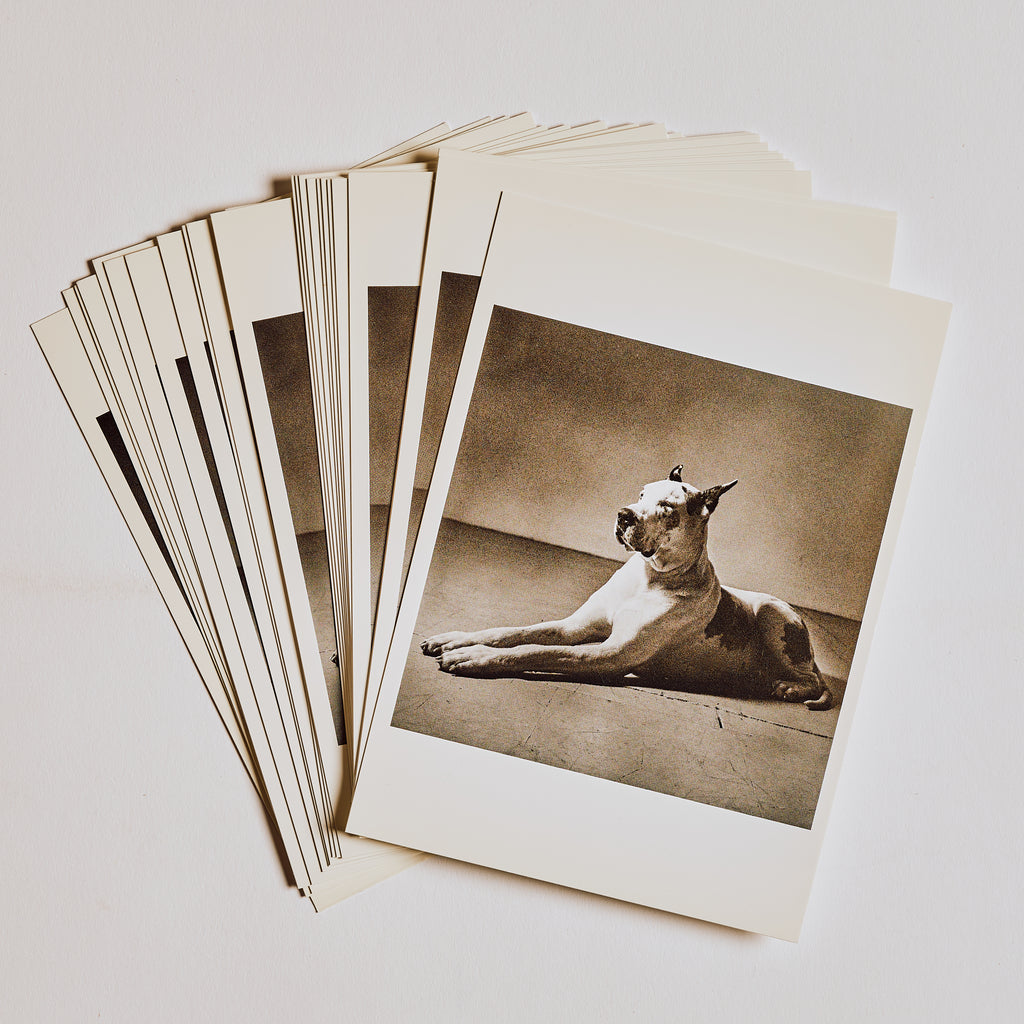 Great Dane Post Card