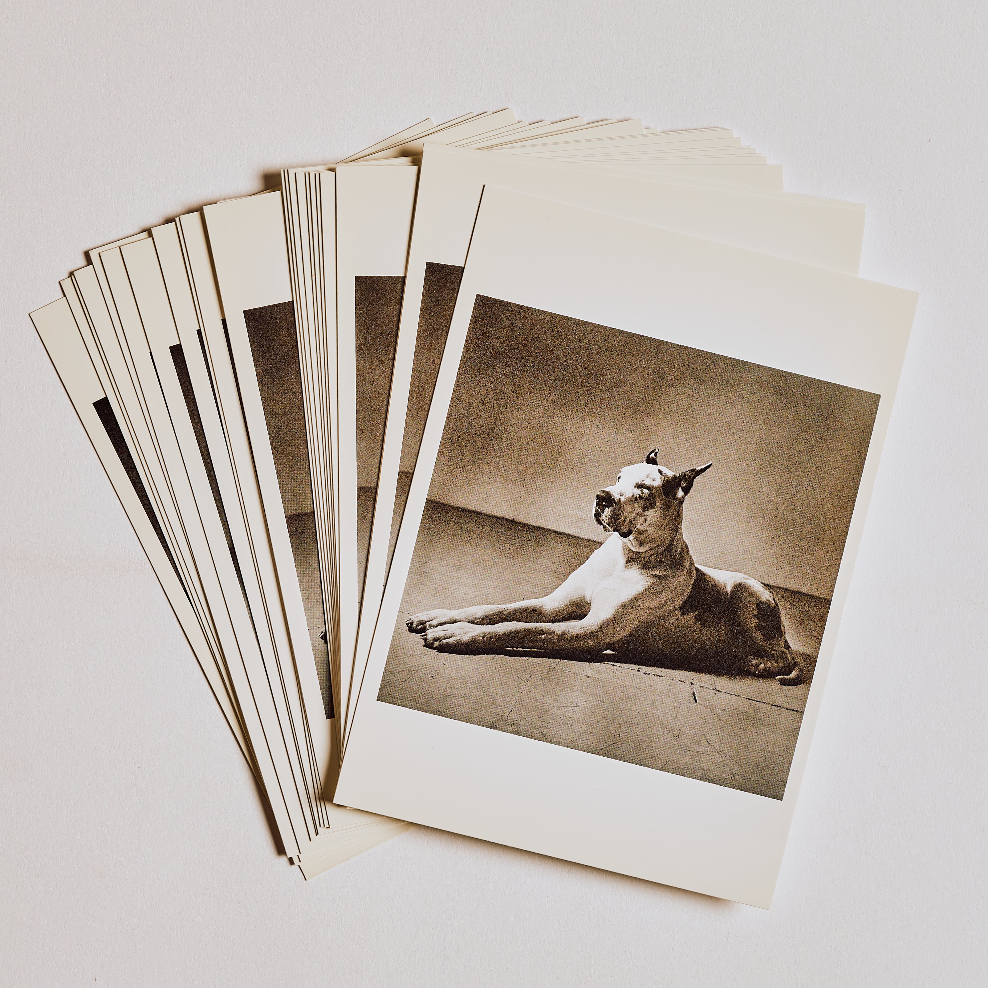 Great Dane Post Card