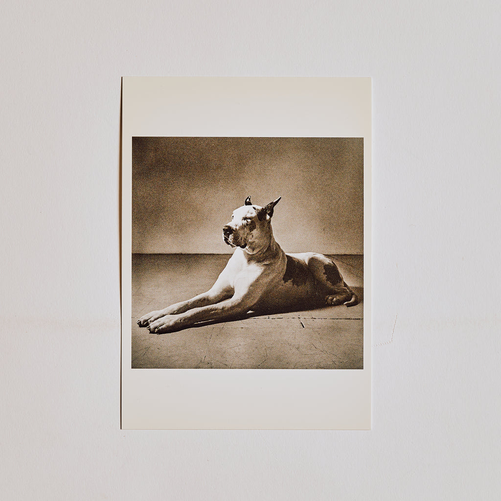 Great Dane Post Card