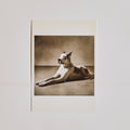Great Dane Post Card