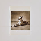 Great Dane Post Card
