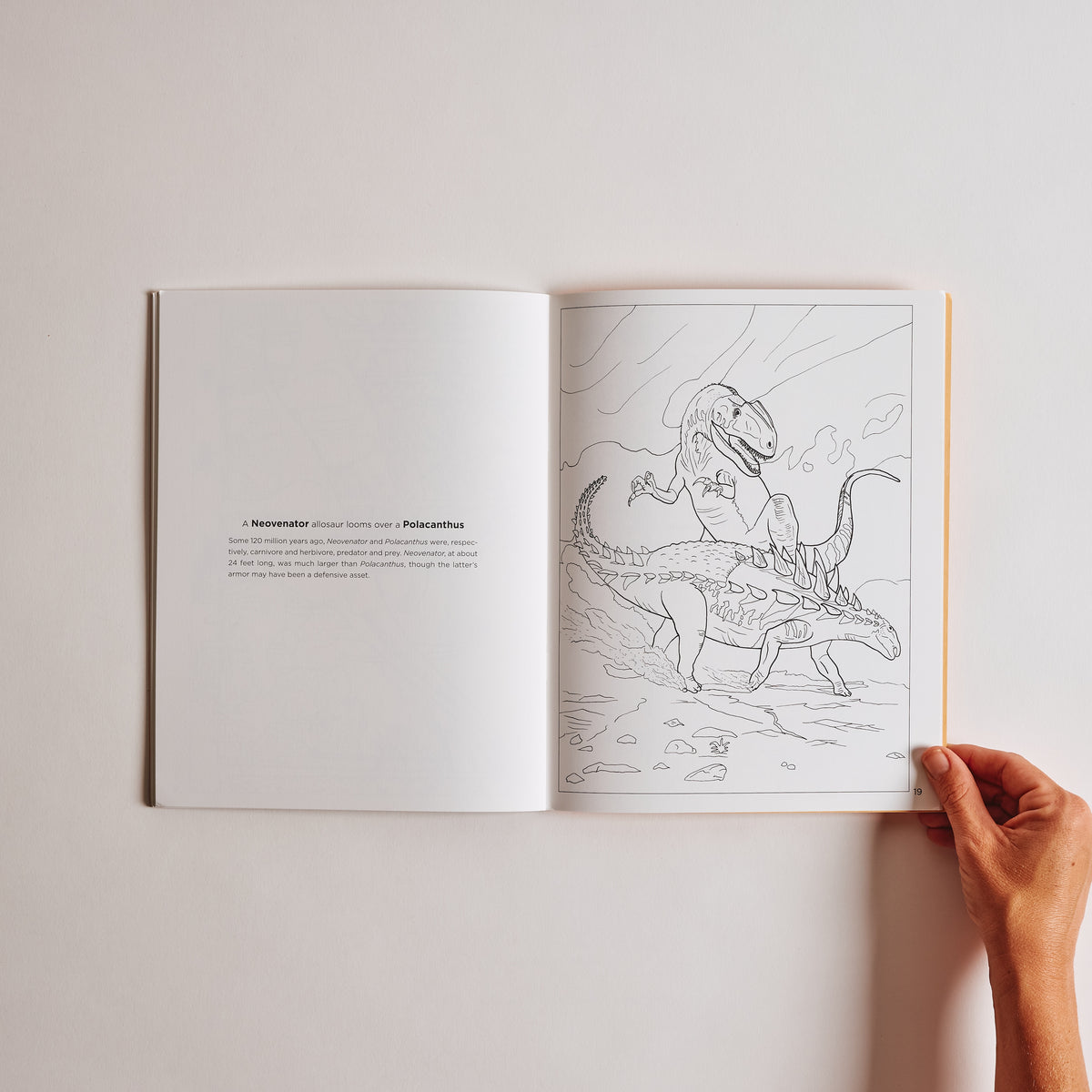 Dinosaurs Coloring Book