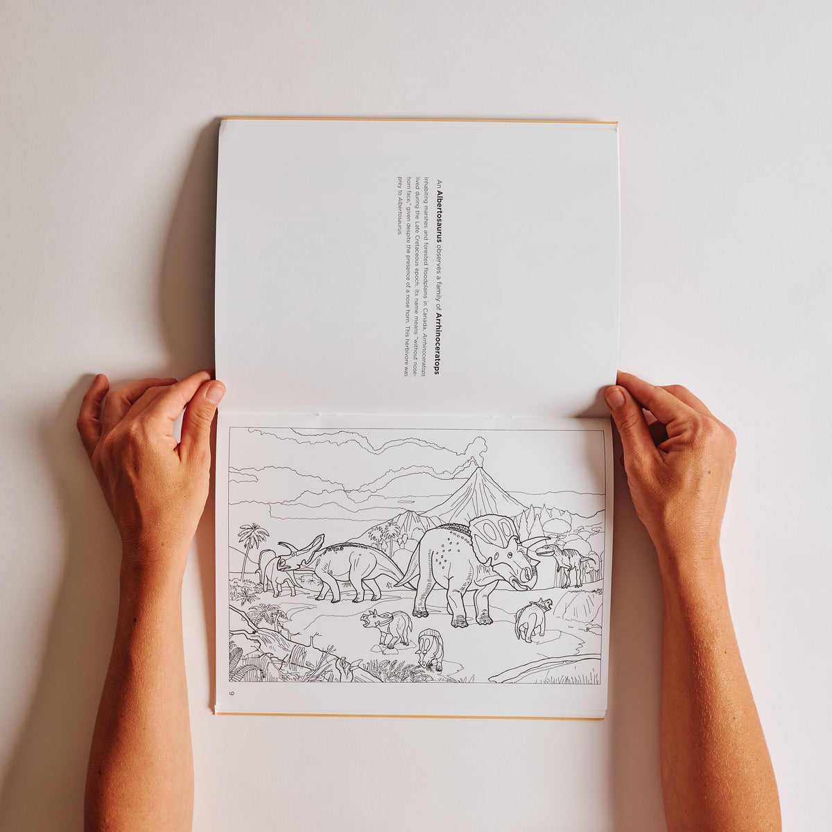 Dinosaurs Coloring Book