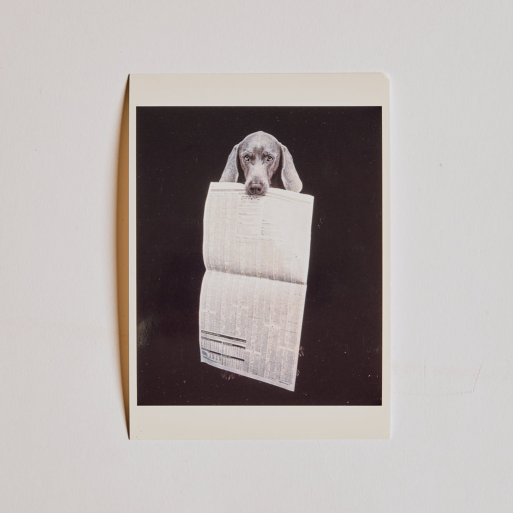 Newspaper Dog Post Card