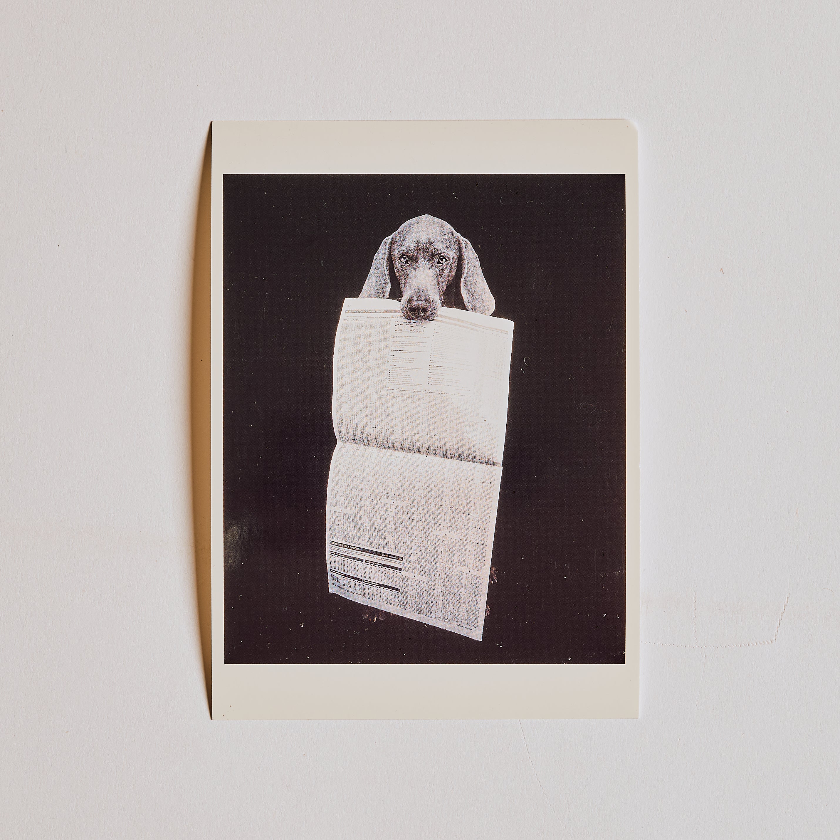 Newspaper Dog Post Card