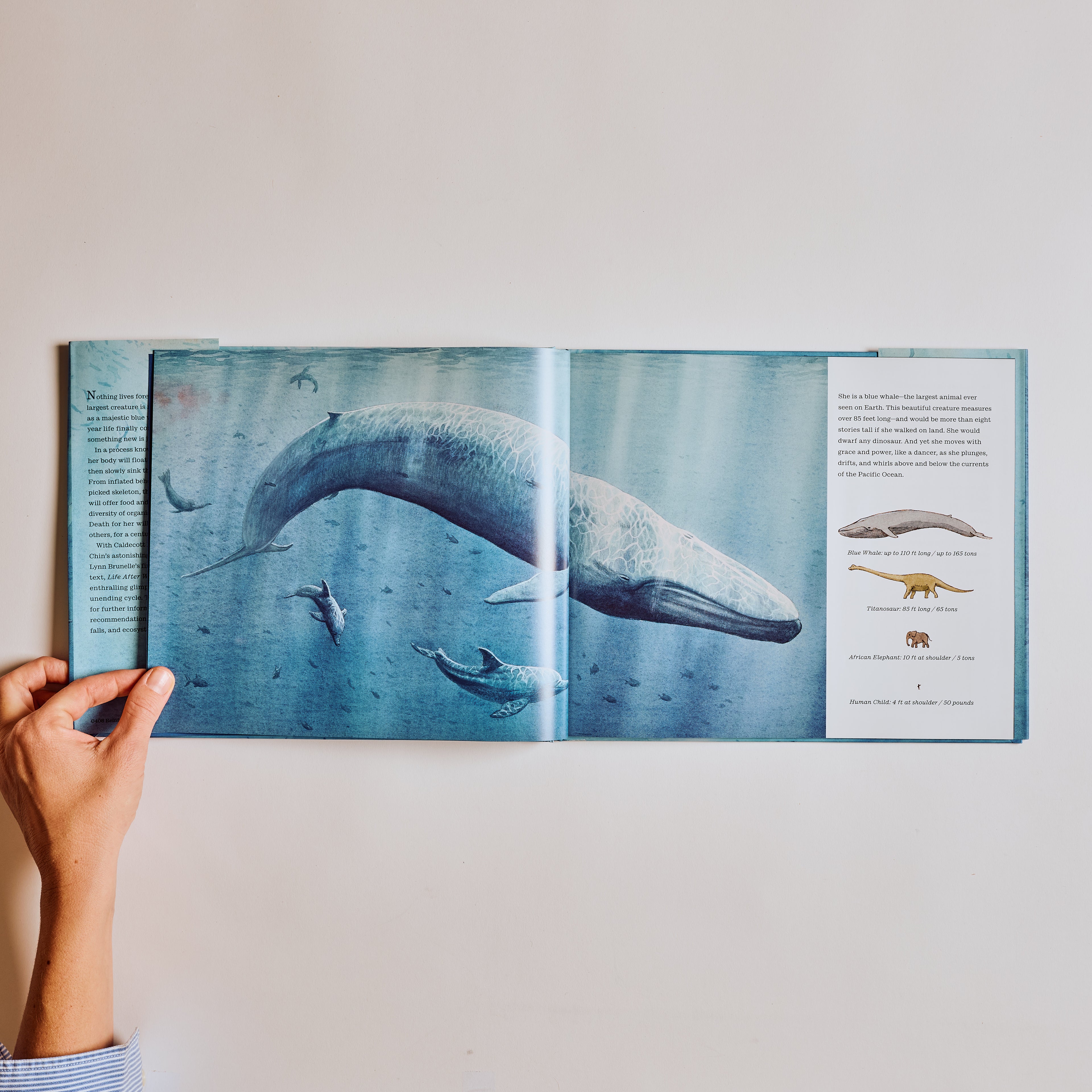 Life After Whale