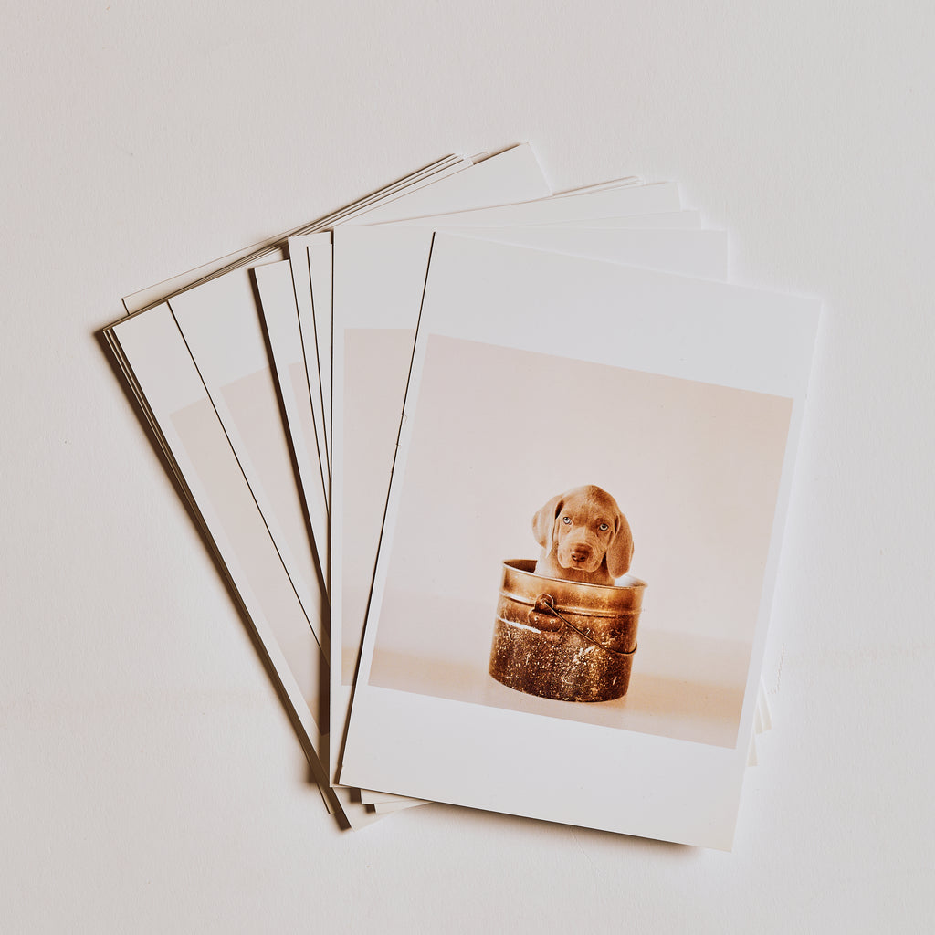 Pup Pot Post Card