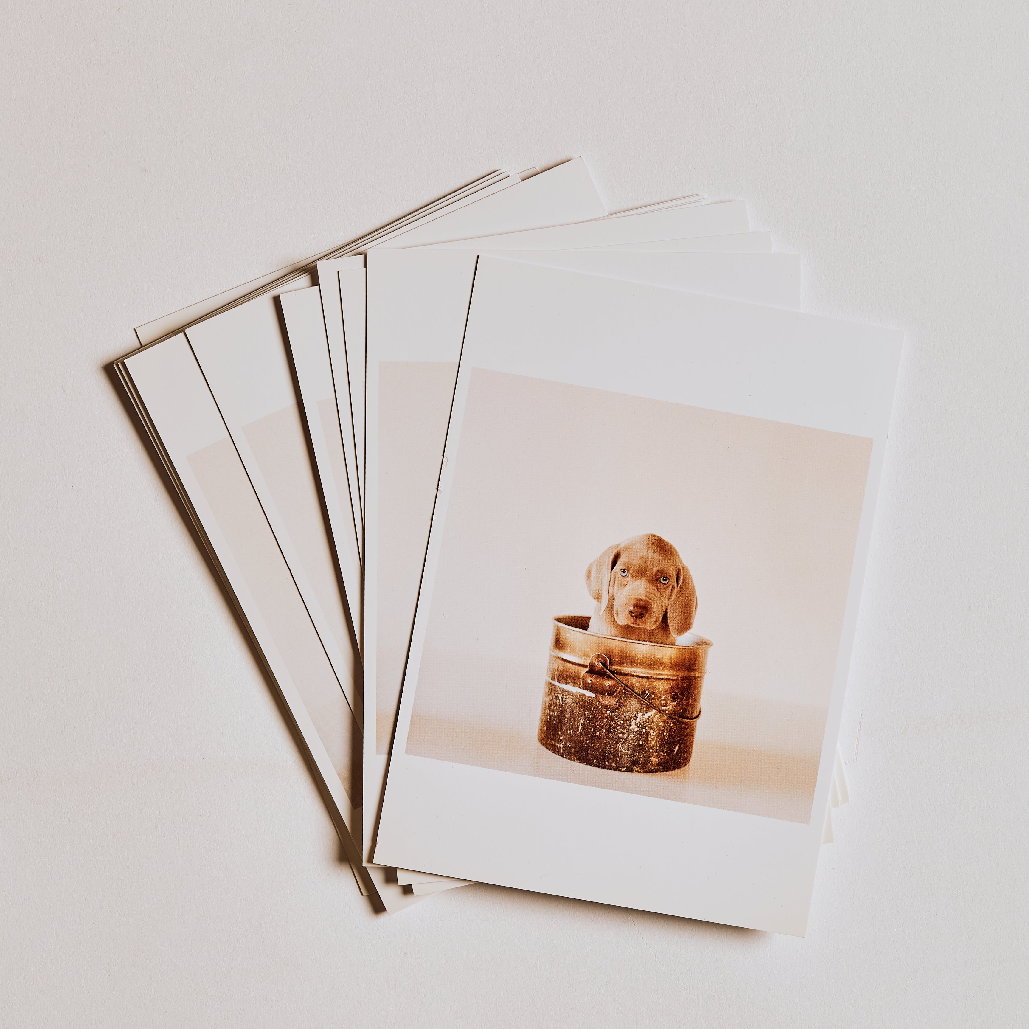 Pup Pot Post Card