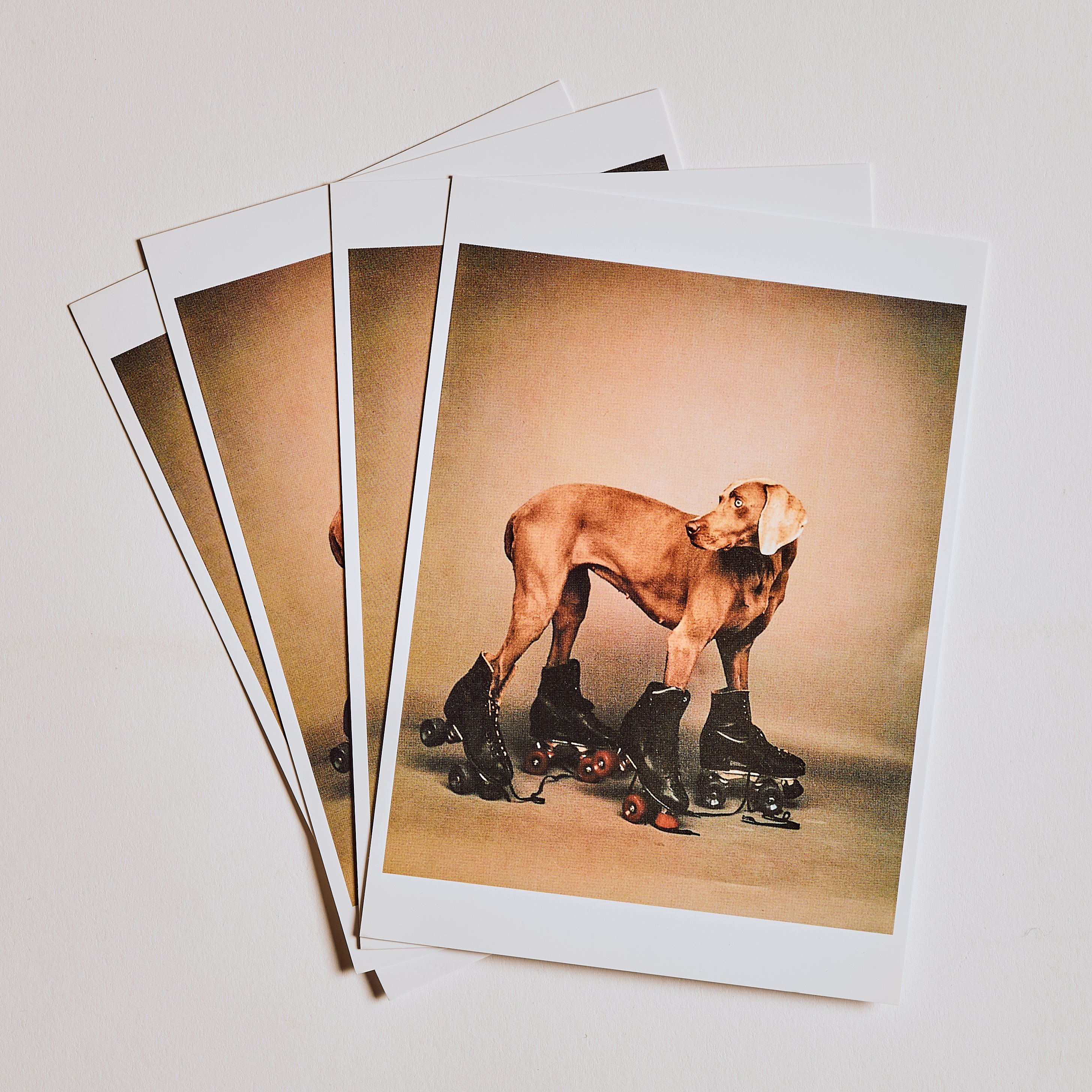 Rollerblade Dog Post Card