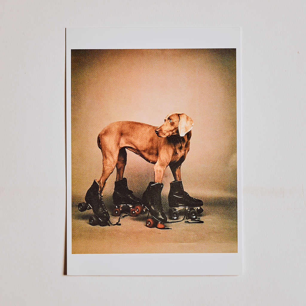 Rollerblade Dog Post Card