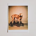 Rollerblade Dog Post Card