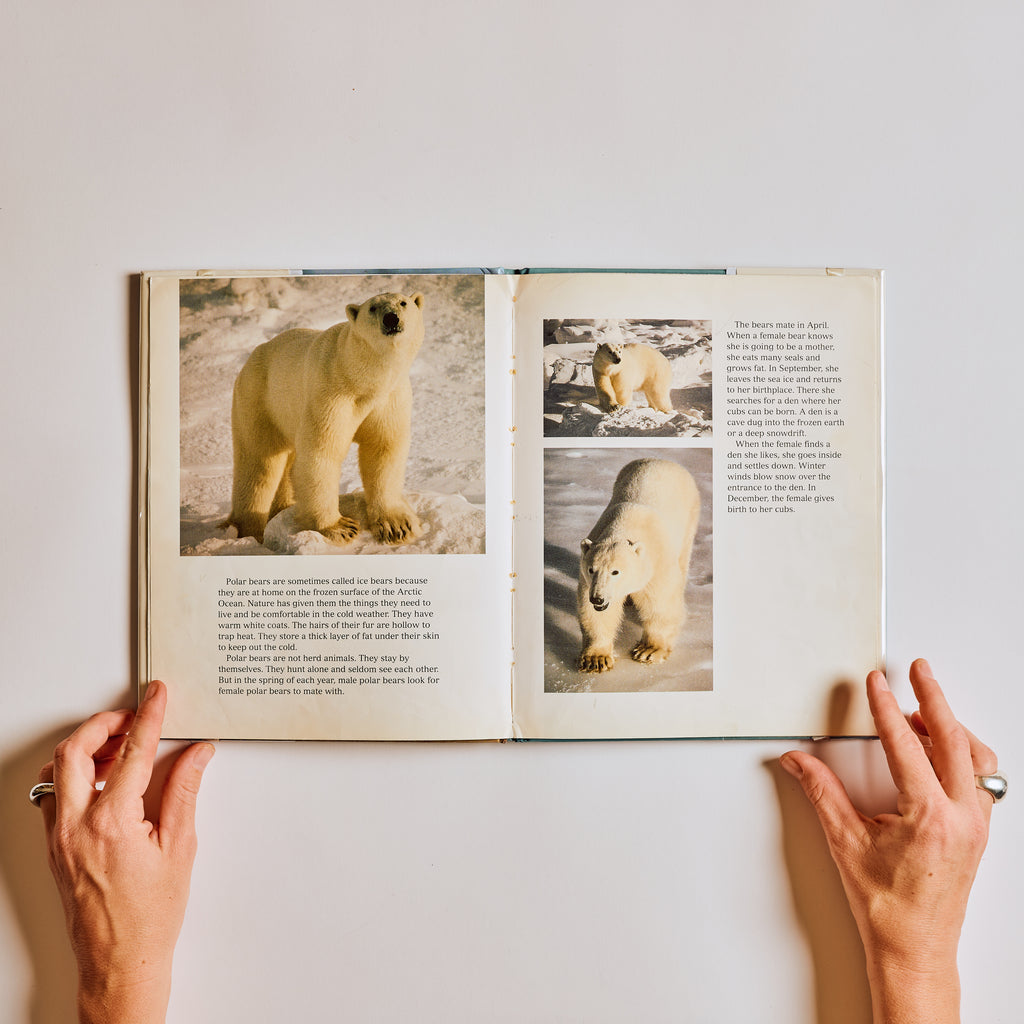 Polar Bear Cubs